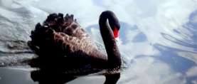 Der Black Swan – Wichtiger Teil des Spiels