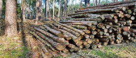 Wie werden Investitionsanlagen deutscher Stiftungen in der US-amerikanischen Forstwirtschaft besteuert?