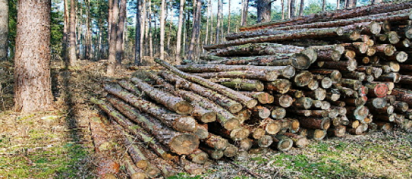 Wie werden Investitionsanlagen deutscher Stiftungen in der US-amerikanischen Forstwirtschaft besteuert?