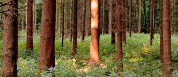 Nachhaltige Forstwirtschaft: Deutschland ist zu 31 Prozent mit Wald bedeckt